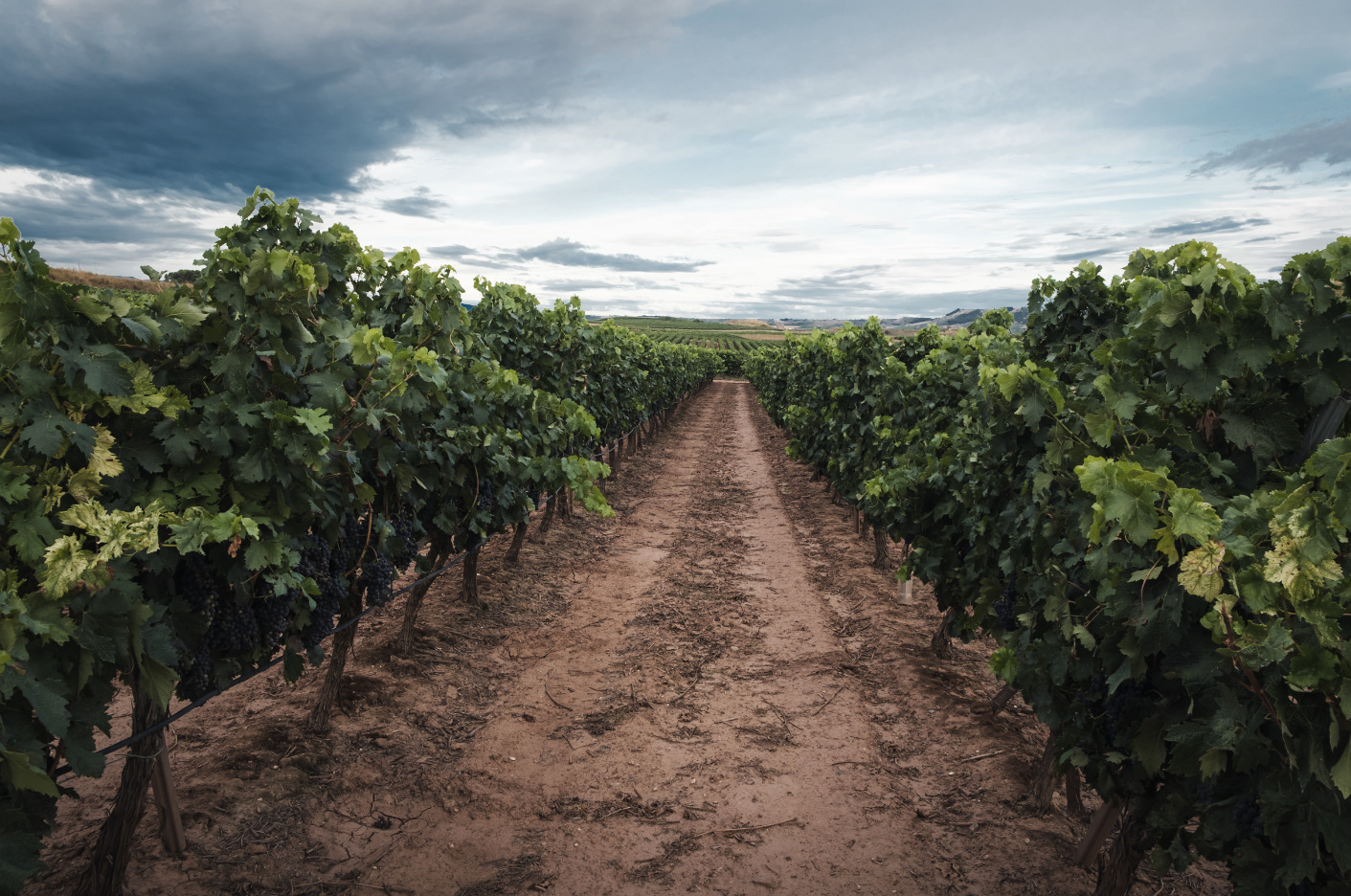 Image décorative de la bannière