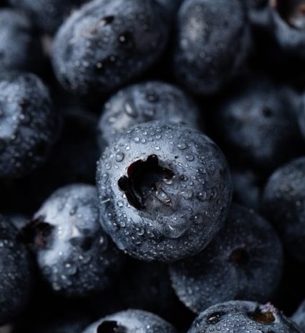 myrtilles lavées ligne process agro industriel