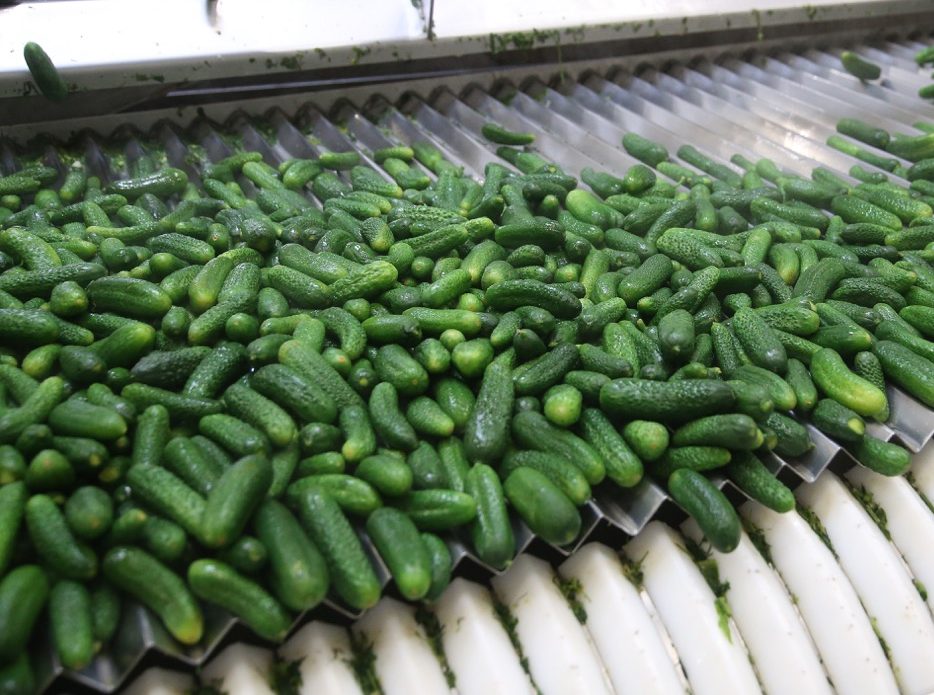 cornichons tri et calibrage process agro industriel